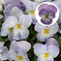 Bild von Viola P9 kleinbloemig Lavender Pink